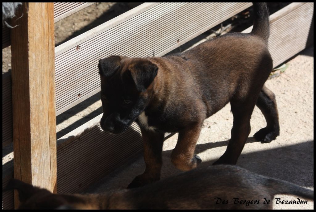 Des Bergers De Bezaudun - Chiots disponibles - Berger Belge